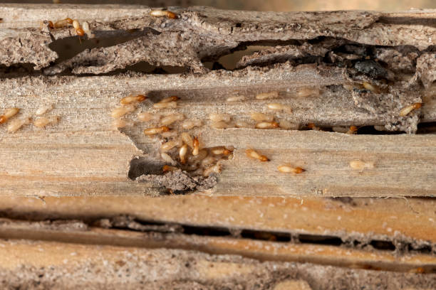 Best Local Pest Control Services  in Leisure Village West, NJ