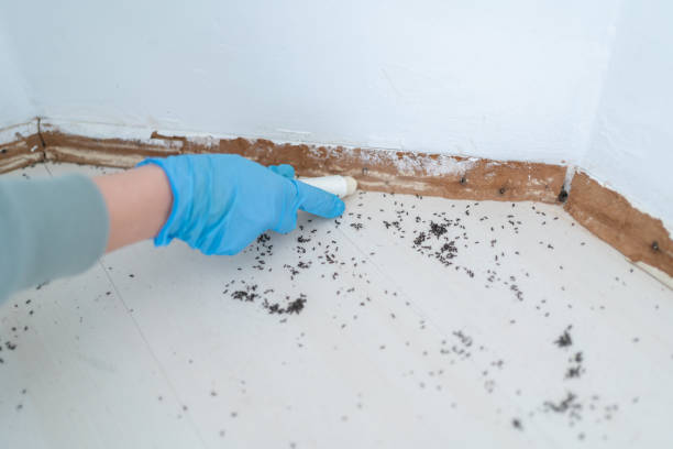 Flea Control Services in Leisure Village West, NJ